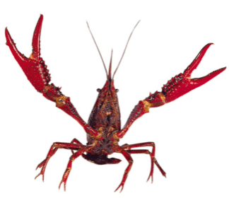 Crawfish Animation